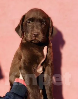 Собаки в Чапаевске: мальчик и девочка коричневого цвета., 55 000 руб. - фото 1