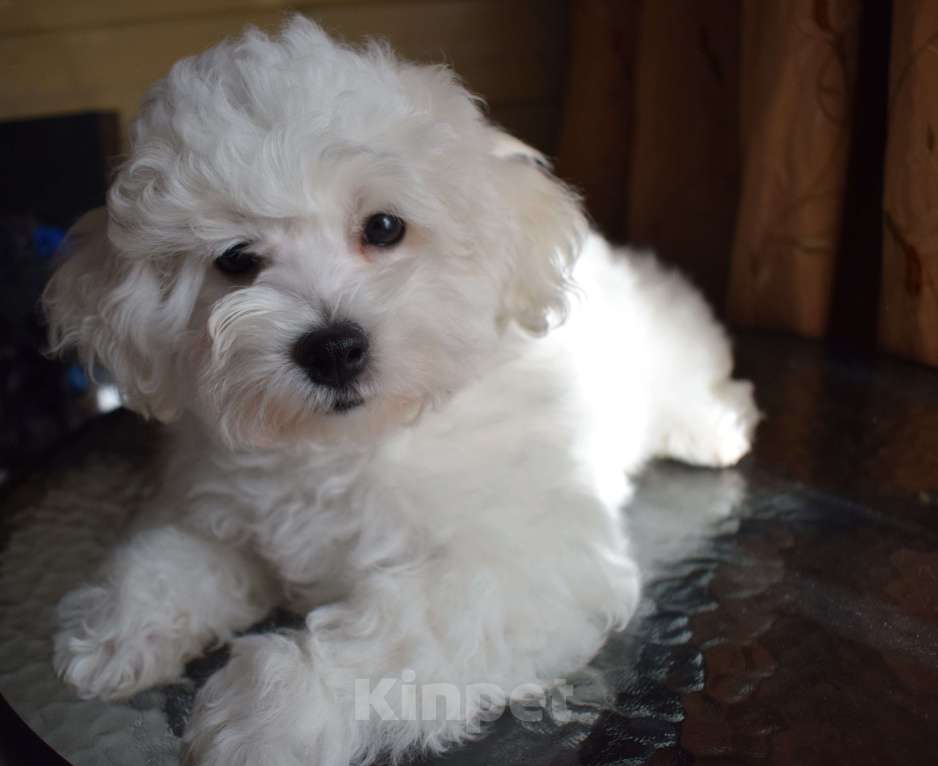 Собаки в Москве: Щенки Бишон фризе Мальчик, 45 000 руб. - фото 5