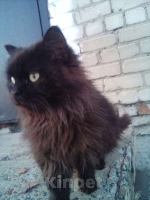 Собаки в Асино: Кот продажа Мальчик, 1 000 руб. - фото 2