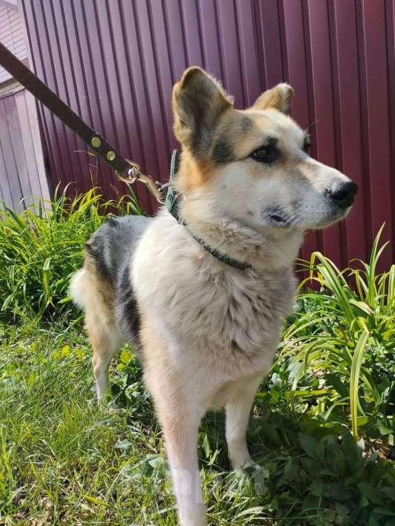 Собаки в Липецке: Собака в добрые руки  Мальчик, Бесплатно - фото 3