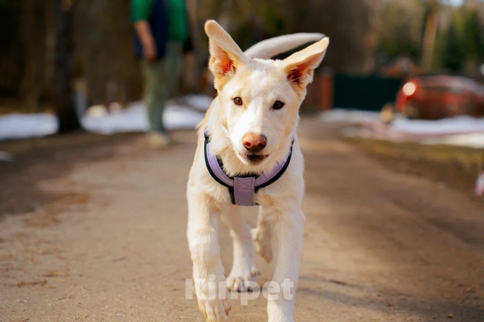 Собаки в Красногорске: Щенок Афина 4 месяца ищет дом Девочка, Бесплатно - фото 1