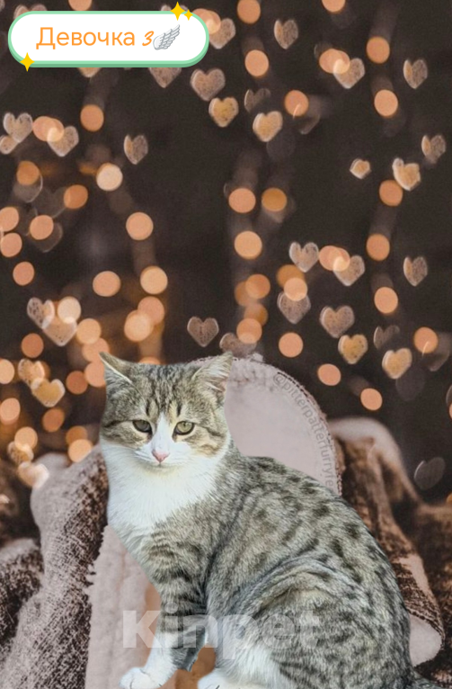 Кошки в Протвино: Котята ищут свои любящие семьи ❤️ Девочка, Бесплатно - фото 5