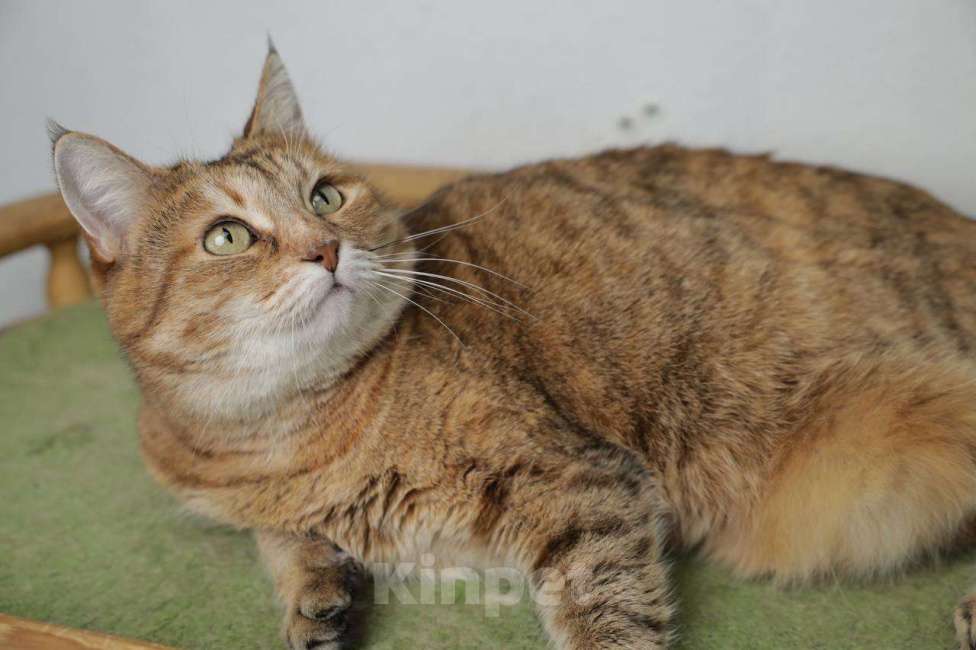 Кошки в Балашихе: Крутая кошка Шейла  Девочка, Бесплатно - фото 6