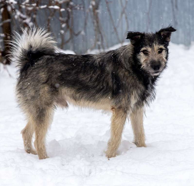 Собаки в Химках: Бруно ищет дом Мальчик, Бесплатно - фото 1