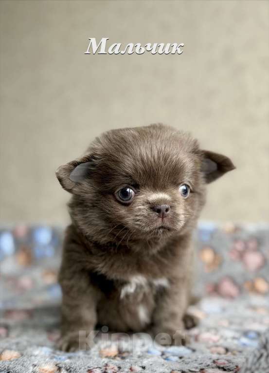 Собаки в Санкт-Петербурге: Щенки чихуахуа Разнополые, 40 000 руб. - фото 4