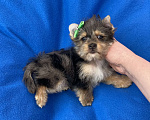 Собаки в Москве: Мерле йорк мальчик стандарт игривый Мальчик, 50 000 руб. - фото 1