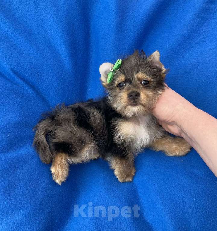 Собаки в Москве: Мерле йорк мальчик стандарт игривый Мальчик, 50 000 руб. - фото 1