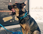 Собаки в Москве: Отличный Пес метис Ка де Бо ищет дом! Мальчик, Бесплатно - фото 6