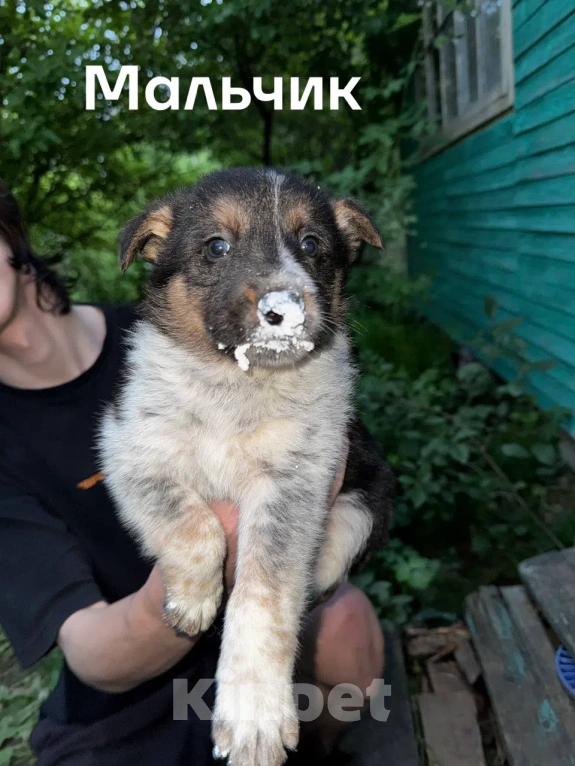 Собаки в Казани: Щенки в добрые руки Разнополые, Бесплатно - фото 4