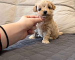 Собаки в Москве: Мальтипу микро. Девочки Девочка, Бесплатно - фото 1