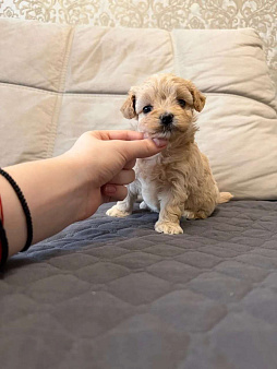 Мальтипу микро. Девочки