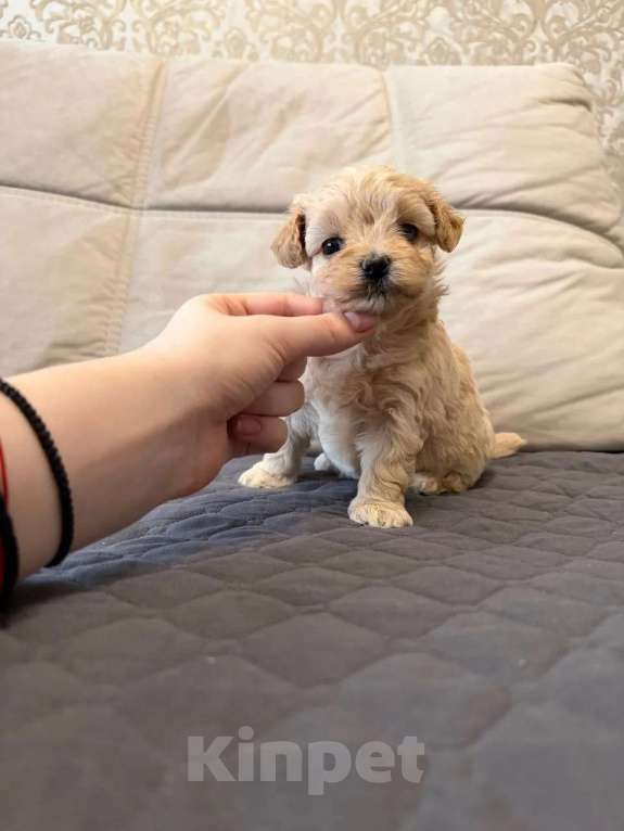 Собаки в Москве: Мальтипу микро. Девочки Девочка, Бесплатно - фото 1