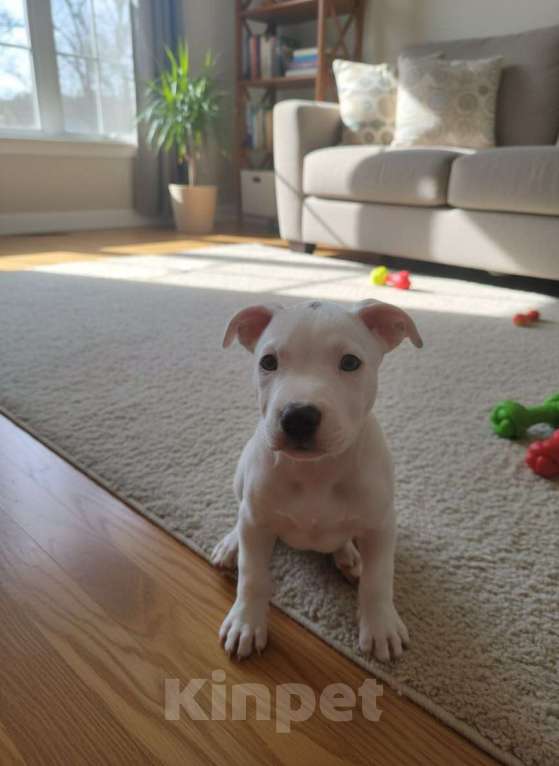 Собаки в Нижнеудинске: Щенки Американского Стаффордширского терьера Разнополые, 25 000 руб. - фото 4