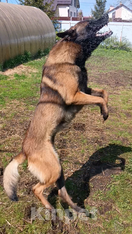 Собаки в Рыбинске: Кобель Малинуа для вязки Мальчик, 40 000 руб. - фото 4