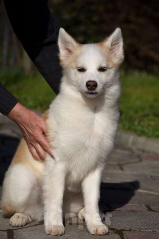 Собаки в Москве: Ненецкая оленегонная лайка, сука Женева. Девочка, 60 000 руб. - фото 2