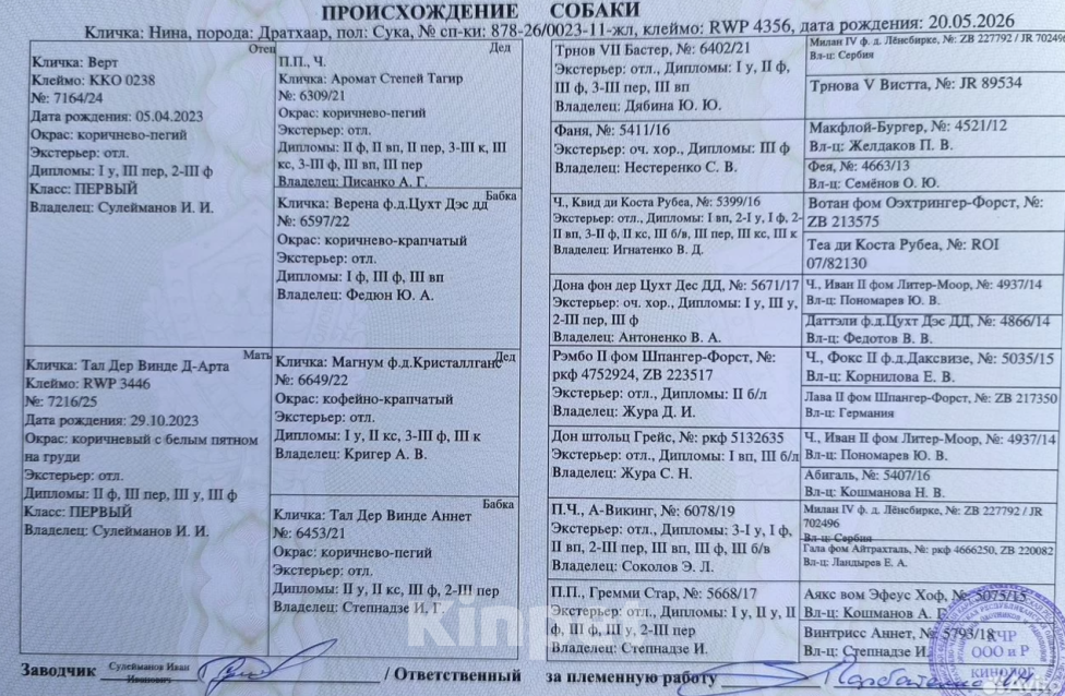 Собаки в Михайловске: Дратхаар (девочка) Девочка, 50 000 руб. - фото 2