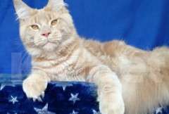 Кошки в Нововоронеже: Мейн-кун котик Мальчик, Бесплатно - фото 2