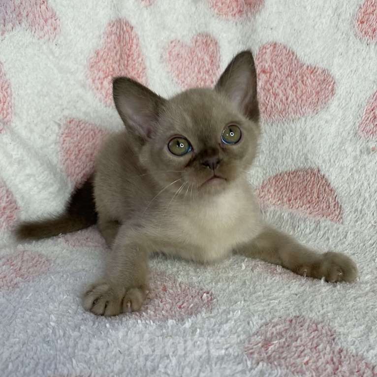 Кошки в Дмитрове: Шоколадная бурманская девочка Bell Девочка, 40 000 руб. - фото 4