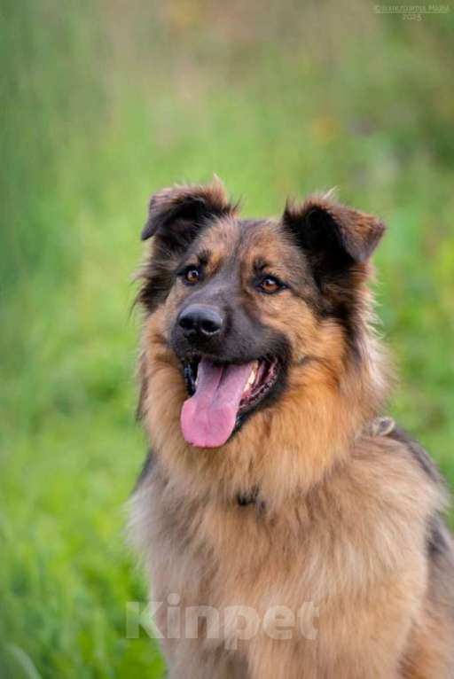 Собаки в Москве: Метис длинношерстной немецкой овчарки Миша ищет дом Мальчик, 1 руб. - фото 5