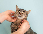 Кошки в Москве: Крупная британская кошка Муза в добрые руки Девочка, 1 руб. - фото 6
