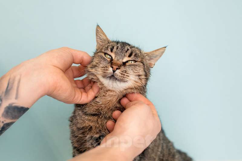 Кошки в Москве: Крупная британская кошка Муза в добрые руки Девочка, 1 руб. - фото 6