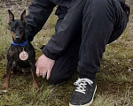 Собаки в других городах Калининградской области: Цвергпинчер Девочка, 55 000 руб. - фото 6