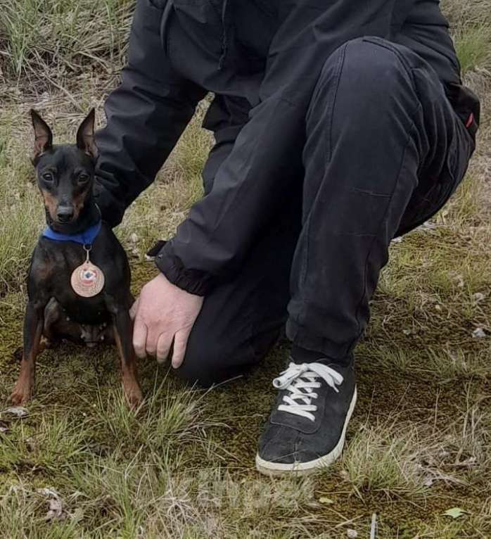 Собаки в других городах Калининградской области: Цвергпинчер Девочка, 55 000 руб. - фото 6