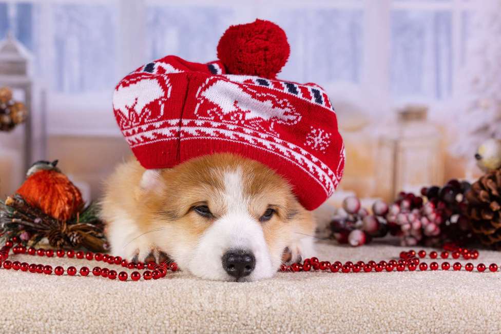 Собаки в Москве: Вита Приора Матяш к/х Мальчик, 80 000 руб. - фото 2