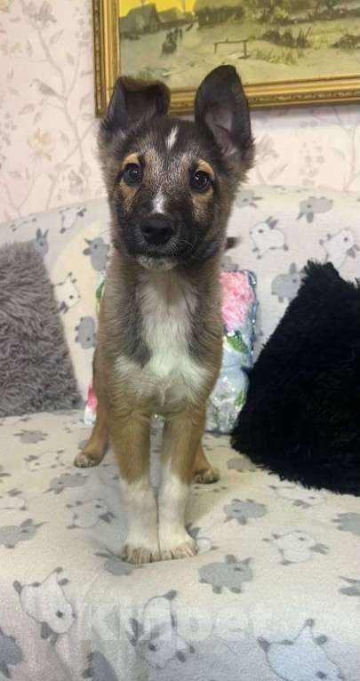 Собаки в других городах Московской области: Месси якутенок из ппбж Мальчик, Бесплатно - фото 6