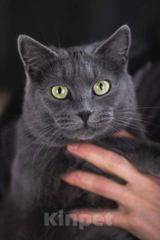 Кошки в Москве: Анабелла в добрые руки Девочка, Бесплатно - фото 5