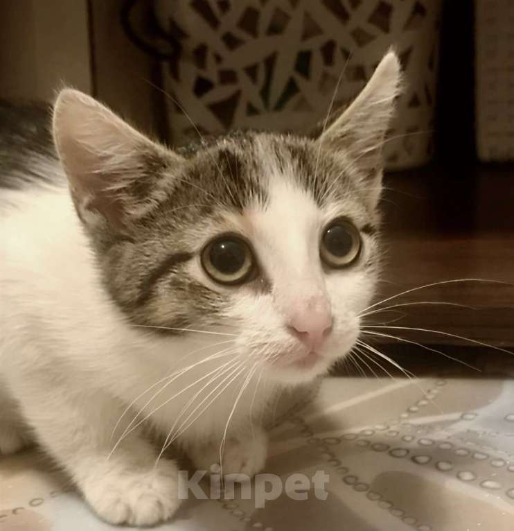 Кошки в Санкт-Петербурге: Котенок девочка 2,5 месяца  Девочка, Бесплатно - фото 1