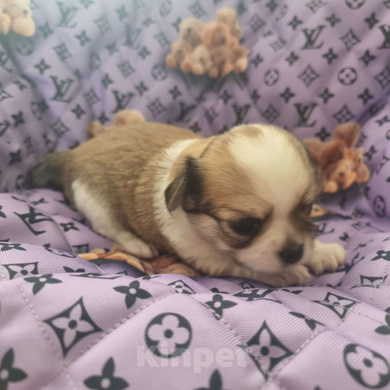 Собаки в Калининграде: Щенок Чихуахуа д/ш, мальчик Мальчик, Бесплатно - фото 1