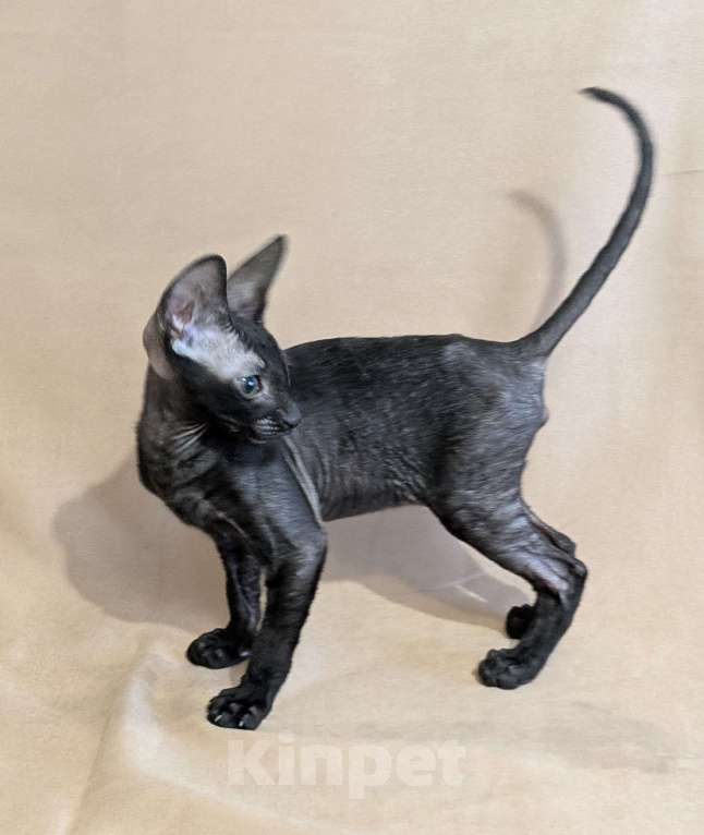 Кошки в Санкт-Петербурге: Корниш-рекс котенок Мальчик, 60 000 руб. - фото 3