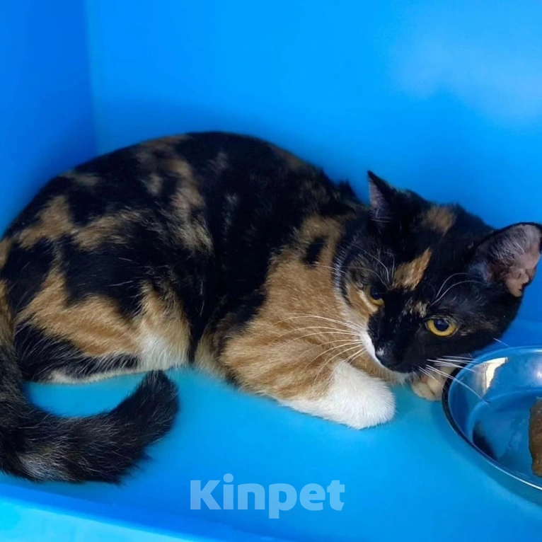 Кошки в Москве: Маленькой кисе сломали хвостик Девочка, Бесплатно - фото 3