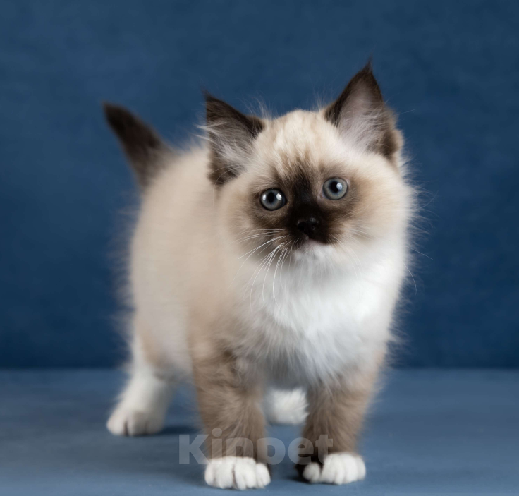 Кошки в Московском: Котята РЭГДОЛЛ Девочка, 130 000 руб. - фото 10