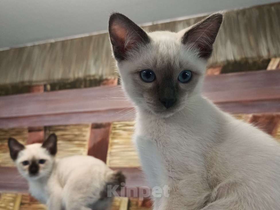 Кошки в Красногорске: Меконгский бобтейл , котята  Мальчик, 45 000 руб. - фото 1