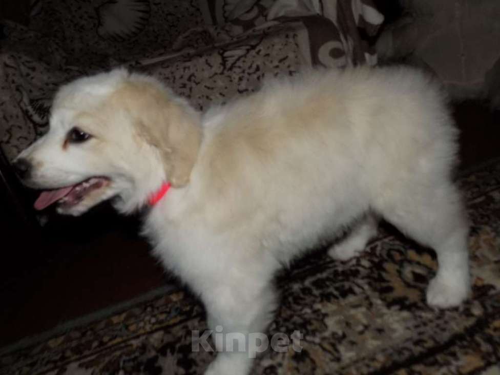 Собаки в Москве: Золотистый ретривер, mix девочка Девочка, 15 000 руб. - фото 3