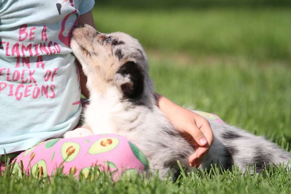 Собаки в Москве: Вельш корги кардиган-девочка Девочка, 80 000 руб. - фото 8