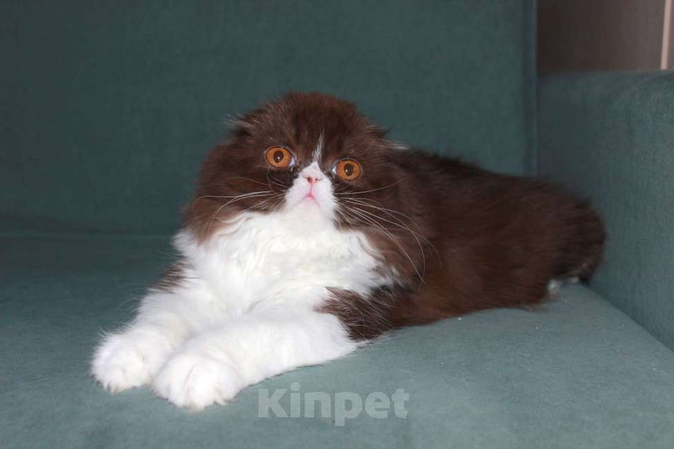 Кошки в Санкт-Петербурге: Шоколадный скоттиш фолд Девочка, 35 000 руб. - фото 2