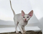 Кошки в Москве: Котенок Девон Рекс белый мальчик с голубыми глазами Мальчик, 40 000 руб. - фото 6