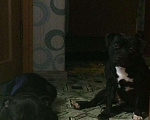 Собаки в Сергиеве Посаде: Стаффордширский Бультерьер, 1 руб. - фото 3