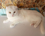 Кошки в Барнауле: Шотландский котик приглашает кошек на вязку., 7 000 руб. - фото 1