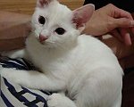 Кошки в Рязани: Котята, Бесплатно - фото 9