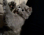 Кошки в Малмыже: Котенок, Бесплатно - фото 1
