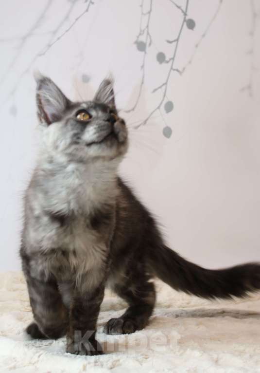 Кошки в Королеве: Котенок помета А; Мейн кун. Аякс. Мальчик, 50 000 руб. - фото 1