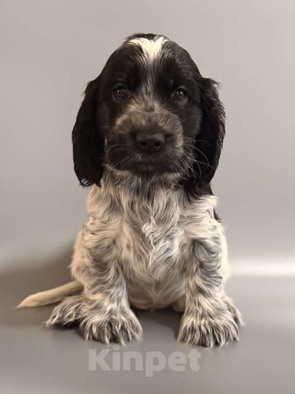 Собаки в Архангельске: Продаются щенки английского кокер-спаниеля Разнополые, 70 000 руб. - фото 3