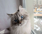 Кошки в Мытищах: Невский маскарадный котик Мальчик, Бесплатно - фото 5