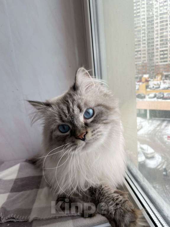 Кошки в Мытищах: Невский маскарадный котик Мальчик, Бесплатно - фото 5