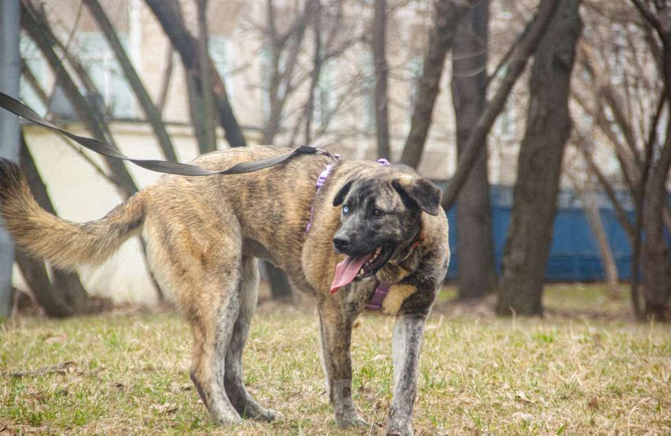 Собаки в Москве: Лика Девочка, Бесплатно - фото 6