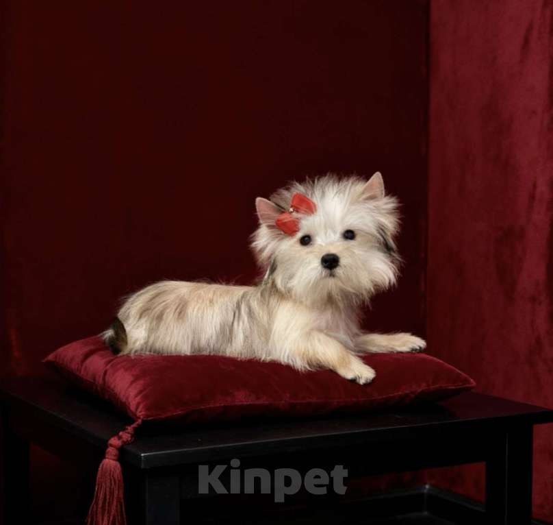 Собаки в Москве: Голддаст йорк мини девочка золотая Девочка, 80 000 руб. - фото 9